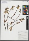 Foto von Salix alba subsp. alba L.